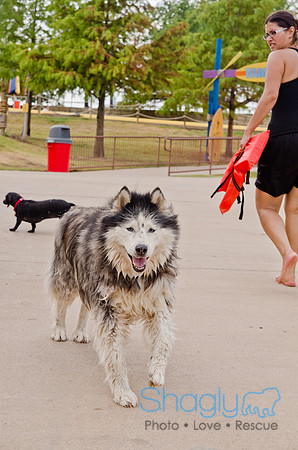 Wags and Waves 2011-332