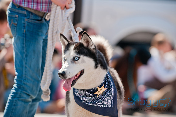 Krewe of Barkus 2011-86
