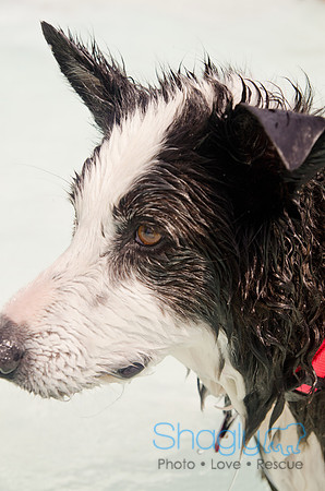 Wags and Waves 2011-250