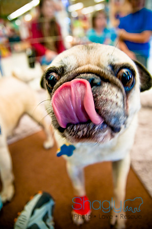 DFW Pug Rescue-25