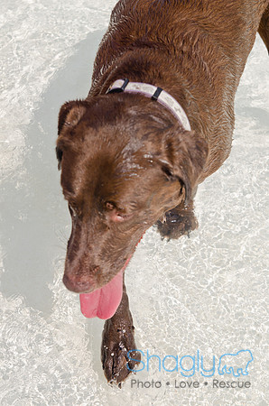 Wags and Waves 2011-434