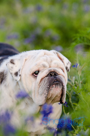 Bluebonnets Pug and Bulldog-49