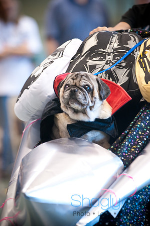 PugOWeen-3353