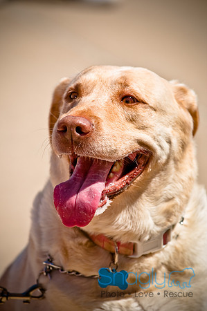 Prosper Pooch Party-12