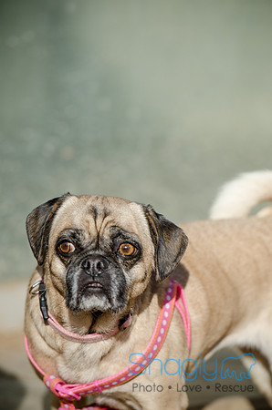 DFW Pug Rescue Boarding Bungalow-29