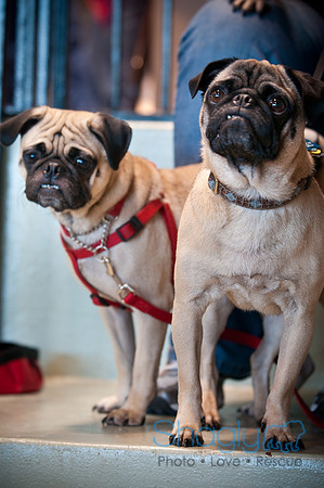 PugOWeen-3408