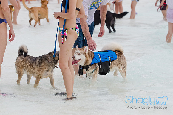Wags and Waves 2011-136