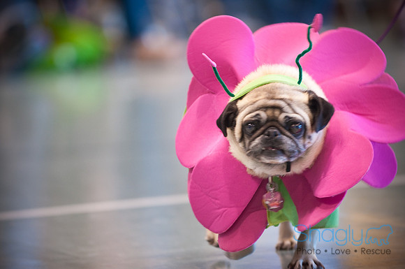 PugOWeen-3323