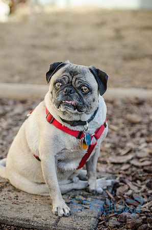 DFW Pug Rescue Boarding Bungalow-20