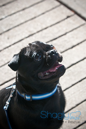 PugOWeen-3864