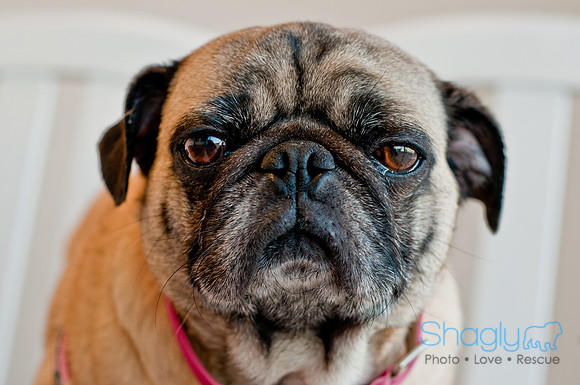 DFWpugrescue-liveattheboardingbugalow-6