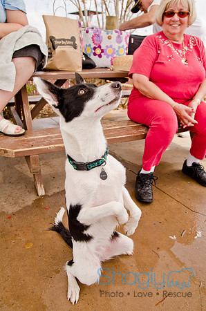 Wags and Waves 2011-234