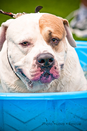 Dog Bowl 2010-27