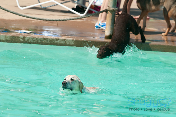 Wags and Waves-121