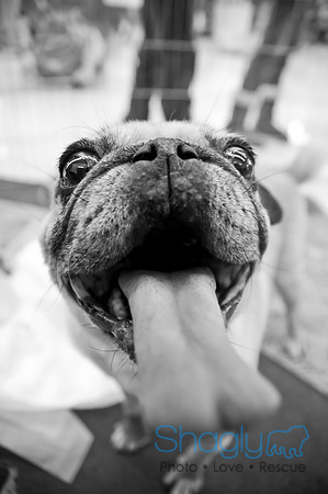DFW Pug Rescue-41