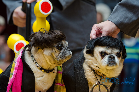 PugOween-199