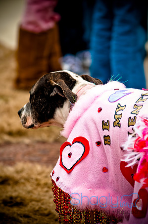 Krewe of Barkus-100