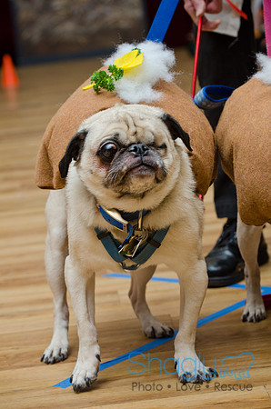 PugOween-191
