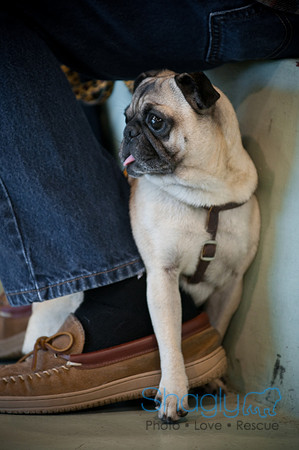 PugOWeen-3780