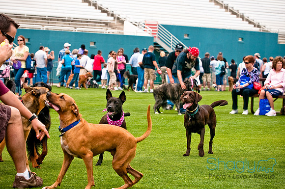 Dog Bowl 2010-39