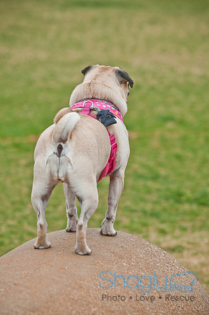 Pug Love Fun Run-98