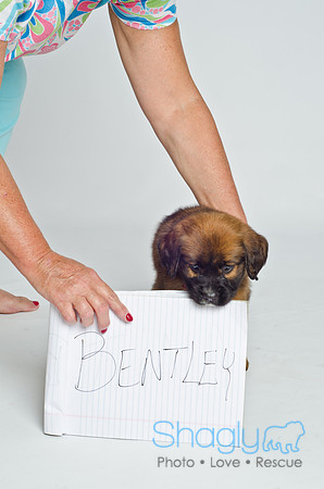 Stclouds Rescue Puppies-13