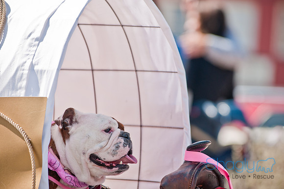 Krewe of Barkus 2011-97