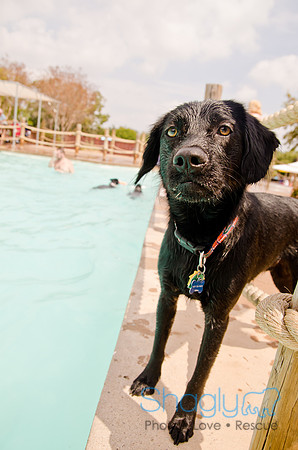 Wags and Waves 2011-220