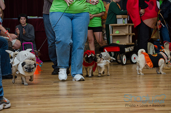 PugOween-216