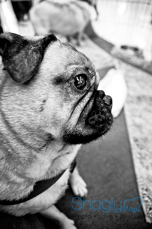 DFW Pug Rescue-53