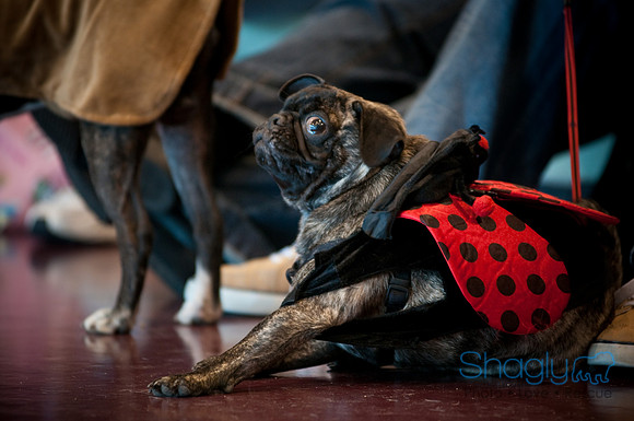 PugOWeen-2718