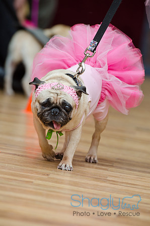 PugOween-107