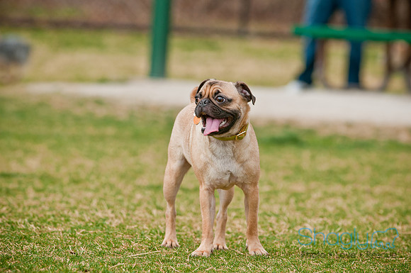 Pug Love Fun Run-135