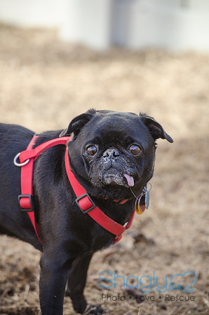 DFW Pug Rescue Boarding Bungalow-1