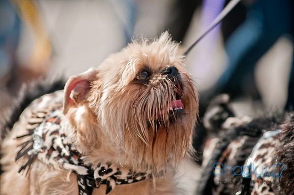 Krewe of Barkus 2011-77