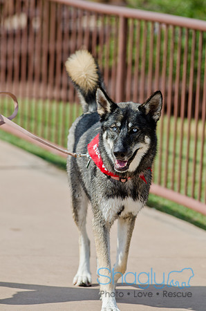 Wags and Waves 2011-477