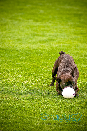 Dog Bowl 2010-55
