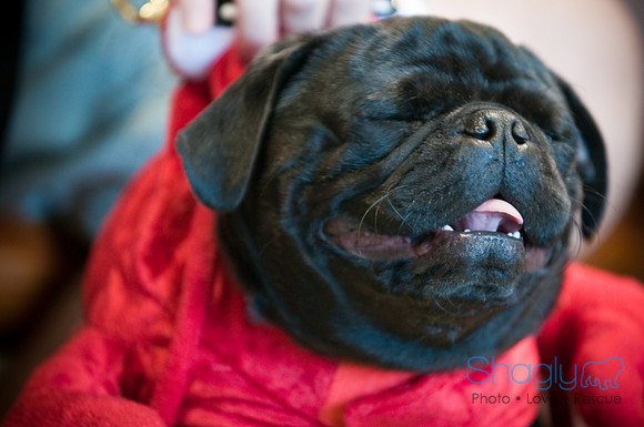 PugOWeen-3566