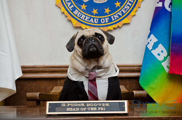 PugOween-255