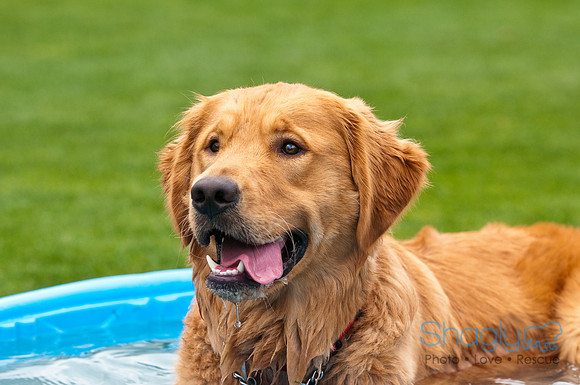 Dog Bowl 2010-36