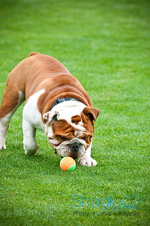 Dog Bowl 2010-3
