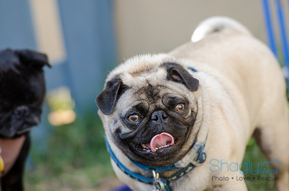The Boarding Bungalo Pugs-12