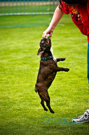 Dog Bowl 2010-66