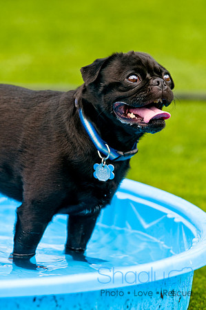 Dog Bowl 2010-85