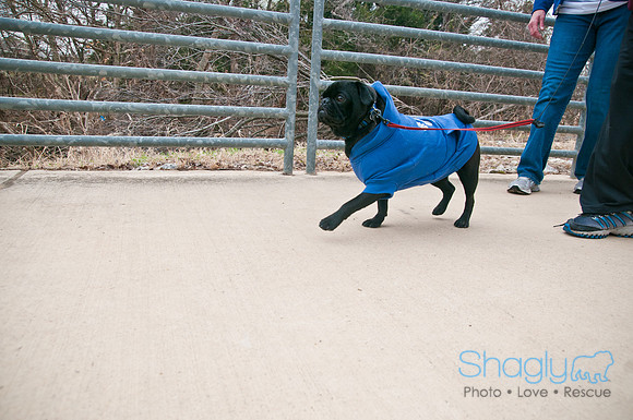 Pug Love Fun Run-5