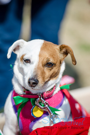 Krewe of Barkus 2012-38