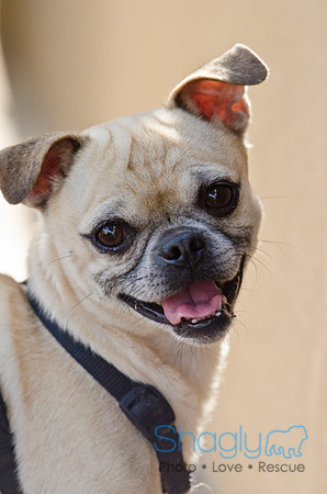 DFW Pug Rescue-Boarding Bunagalow-10