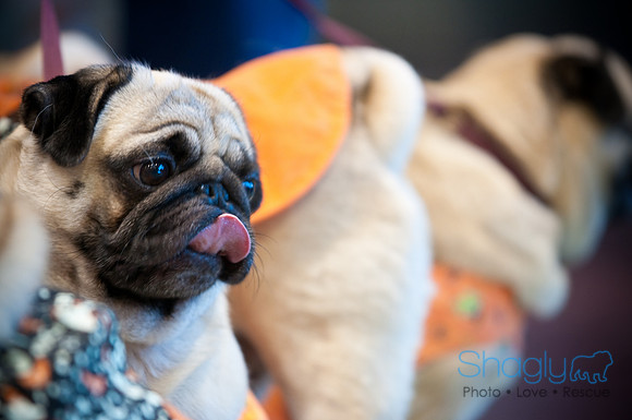 PugOWeen-3604