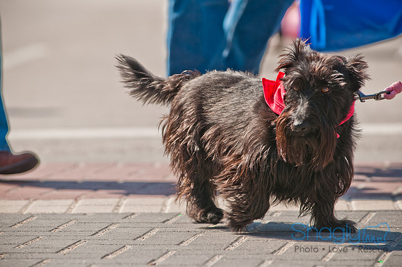 Krewe of Barkus 2011-64