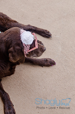 Wags and Waves 2011-404
